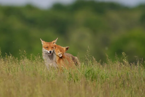 Fox Cub Játszik Anya Róka Réten — Stock Fotó