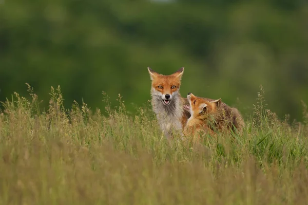 Raposa Filhote Brincando Com Raposa Mãe Prado — Fotografia de Stock