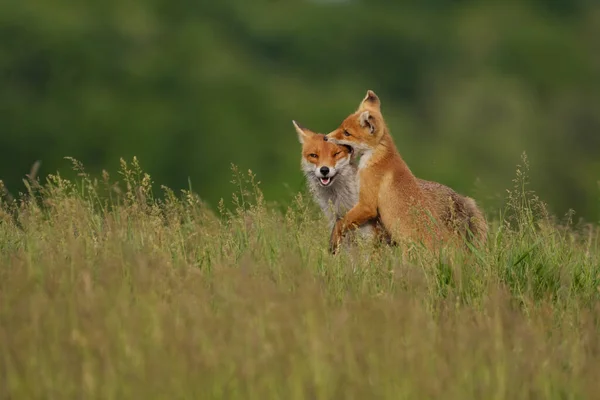 초원에서 여우와 — 스톡 사진