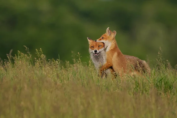 Raposa Filhote Brincando Com Raposa Mãe Prado — Fotografia de Stock