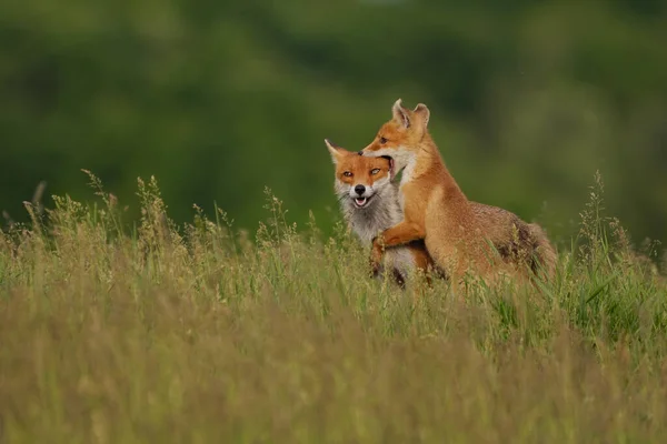 Fox Cub Játszik Anya Róka Réten — Stock Fotó