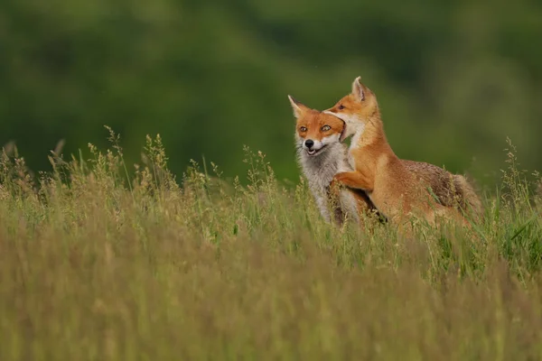 Fox Κουτάβι Παίζει Μητέρα Αλεπού Στο Λιβάδι — Φωτογραφία Αρχείου