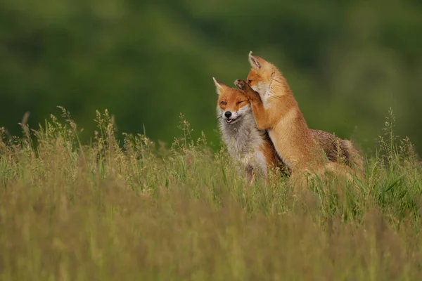 Fuchsjunge Spielt Mit Der Fuchsmutter Auf Der Wiese — Stockfoto