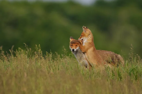 Raposa Filhote Brincando Com Raposa Mãe Prado — Fotografia de Stock