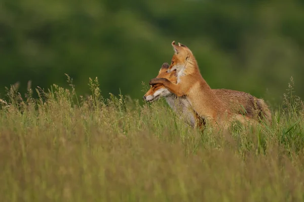 Raposa Filhote Brincando Com Raposa Mãe Prado — Fotografia de Stock