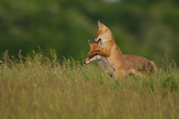 Raposa Filhote Brincando Com Raposa Mãe Prado — Fotografia de Stock