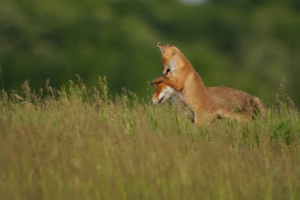 Fox Cub Játszik Anya Róka Réten — Stock Fotó