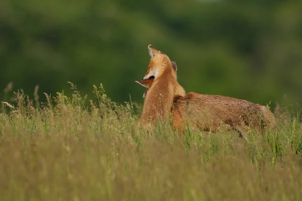 Raposa Filhote Brincando Com Raposa Mãe Prado — Fotografia de Stock