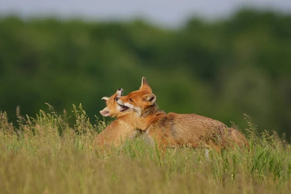 Raposa Filhote Brincando Com Raposa Mãe Prado — Fotografia de Stock