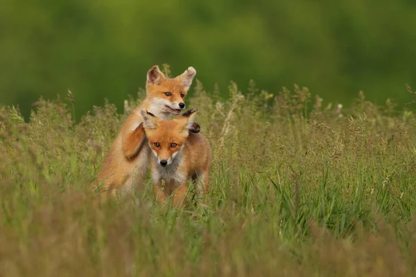 Piccoli Cuccioli Volpe Nel Prato — Foto Stock