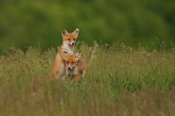 Little Fox Cubs Meadow — Stock Photo, Image