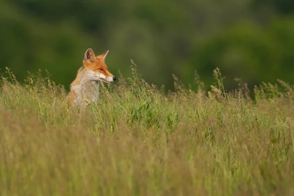 Portrait Red Fox Spring Meadow — Stock Photo, Image