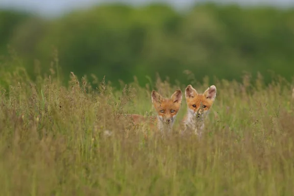 Piccoli Cuccioli Volpe Nel Prato — Foto Stock