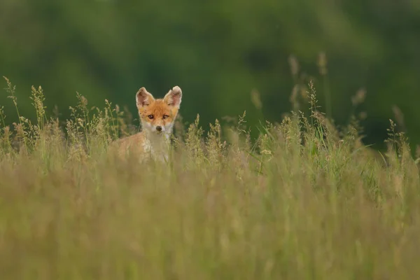 Röd Räv Unge Vulpes Vulpes Gräset — Stockfoto