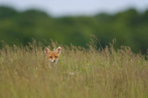 Röd Räv Unge Vulpes Vulpes Gräset — Stockfoto