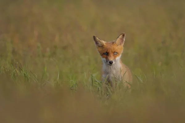 Red Fox Cub Vulpes Vulpes Grass — Stock Photo, Image