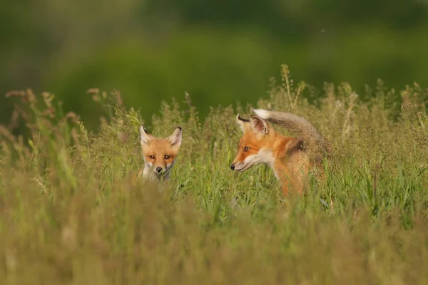 Malá Liščí Mláďata Louce — Stock fotografie