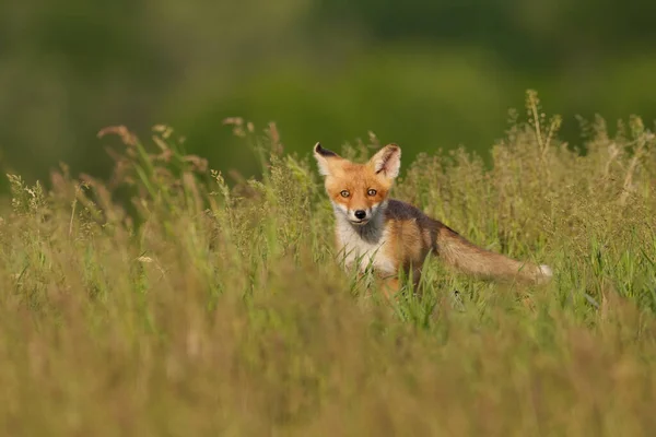 Vörös Róka Kölyök Vulpes Vulpes Fűben — Stock Fotó