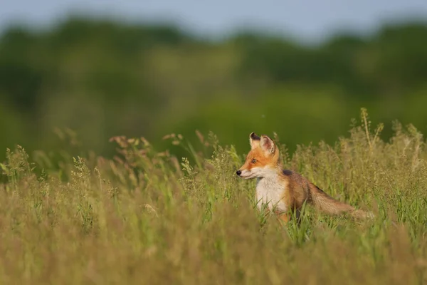 Red Fox Cub Vulpes Vulpes Grass — Stock Photo, Image
