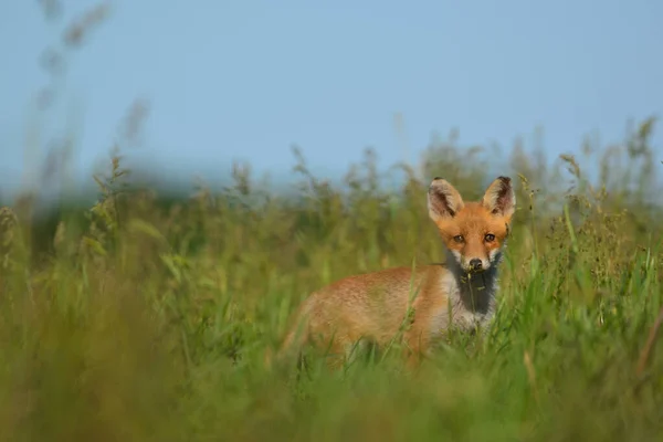 Little Red Fox Cub Grass — Stock Photo, Image