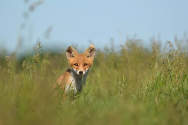 Little Red Fox Cub Grass — Stock Photo, Image