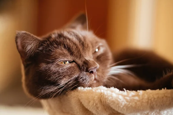 Retrato Canela Cor Britânico Shorthair Gato — Fotografia de Stock