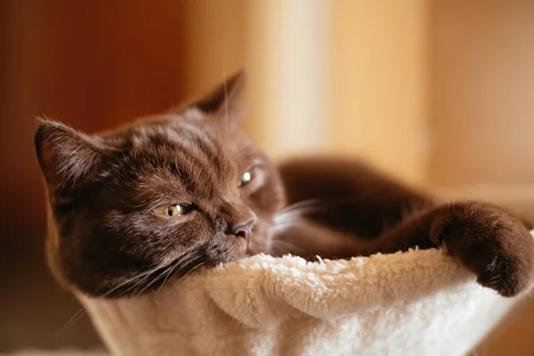 Portrait Cinnamon Color British Shorthair Cat — Stock Photo, Image