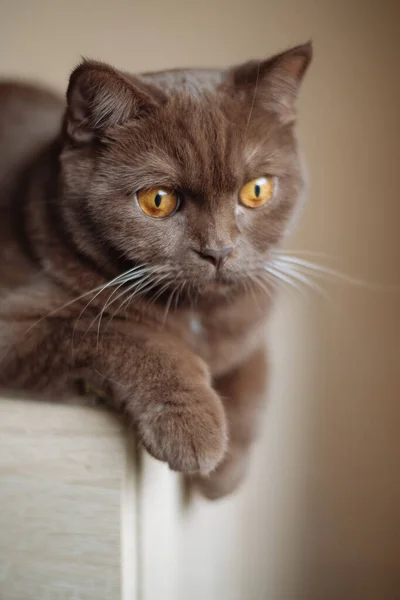 Retrato Canela Cor Britânico Shorthair Gato — Fotografia de Stock