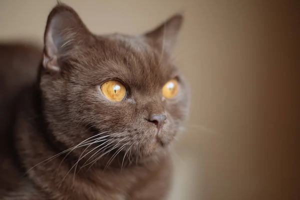 Retrato Canela Cor Britânico Shorthair Gato — Fotografia de Stock