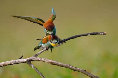 Arı yiyen çiftleşme, merops apiaster