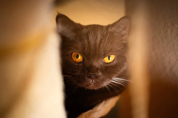 Retrato Gato Británico Shorthair Canela Color Gato Doméstico — Foto de Stock