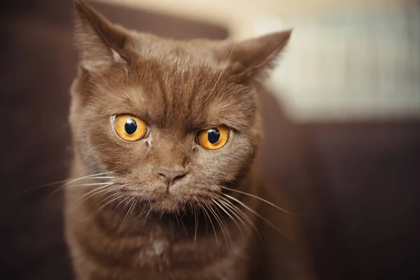 Retrato Gato Britânico Shorthair Canela Cor Gato Doméstico — Fotografia de Stock