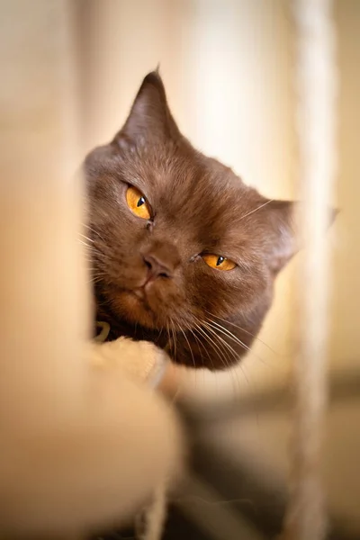 Retrato Gato Británico Shorthair Canela Color Gato Doméstico — Foto de Stock