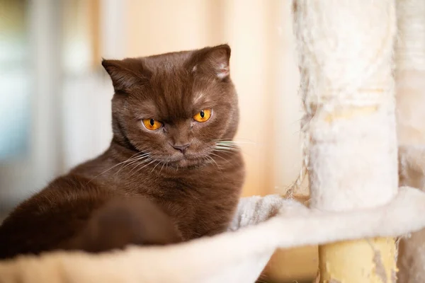 Retrato Gato Británico Shorthair Canela Color Gato Doméstico — Foto de Stock