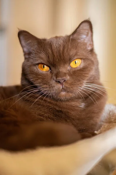 Portret Brytyjskiego Kota Kot Domowy Kolorze Cynamonu — Zdjęcie stockowe