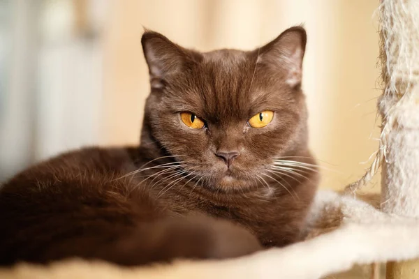 Retrato Gato Británico Shorthair Canela Color Gato Doméstico — Foto de Stock