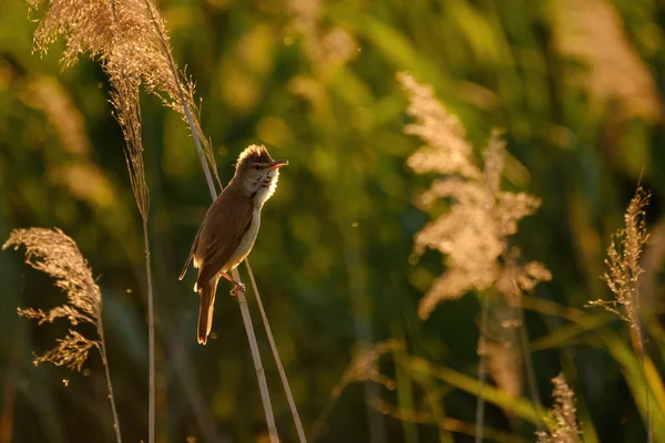 Great Reed Warbler Acrocephalus Arundinaceus — Stock Photo, Image