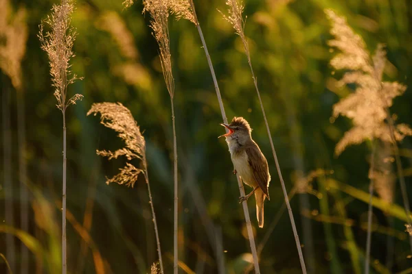 Great Reed Warbler Acrocephalus Arundinaceus — Stock Photo, Image