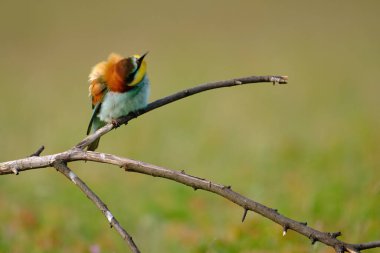 Arı yiyen, merops apiaster