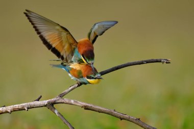 Arı yiyen çiftleşme, merops apiaster