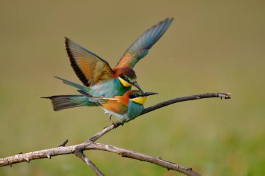 Arı yiyen çiftleşme, merops apiaster