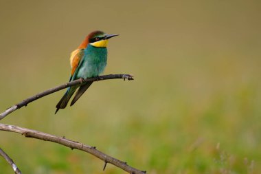 Arı yiyen, merops apiaster