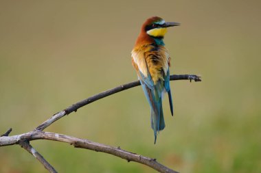 Arı yiyen, merops apiaster