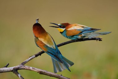 Arı yiyen, merops apiaster
