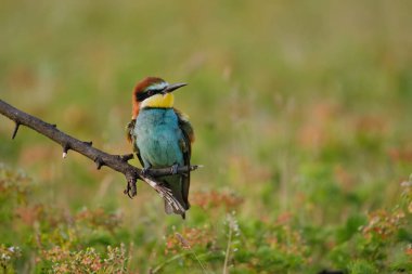 Arı yiyen, merops apiaster