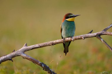 Arı yiyen, merops apiaster