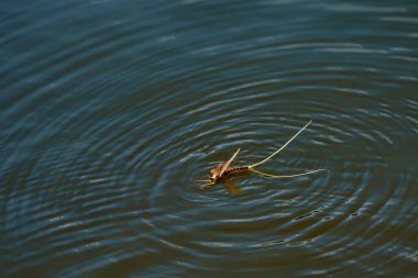 Tisza mayıs sineği, palingenia longicauda - Macaristan 'da benzersiz bir doğa olayı 