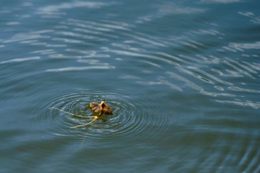 Tisza mayıs sineği, palingenia longicauda - Macaristan 'da benzersiz bir doğa olayı 
