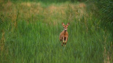 Tarlada koşan Roe geyiği