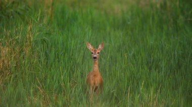 Çayırda yumurta geyiği